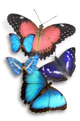 butterflies 04