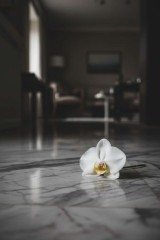 orchid on the floor