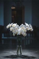 orchid with vase on floor