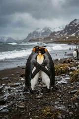 two penguins rocky shore