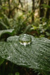 water droplet on leaf