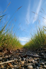from an ants eye view
