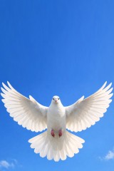 dove flying