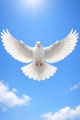 dove flying