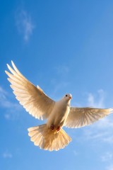 dove flying